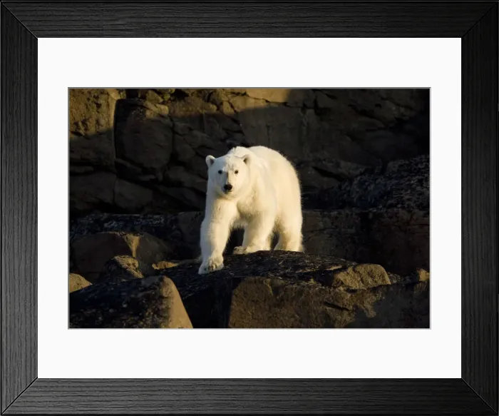 Framed Print : DDE-90033720