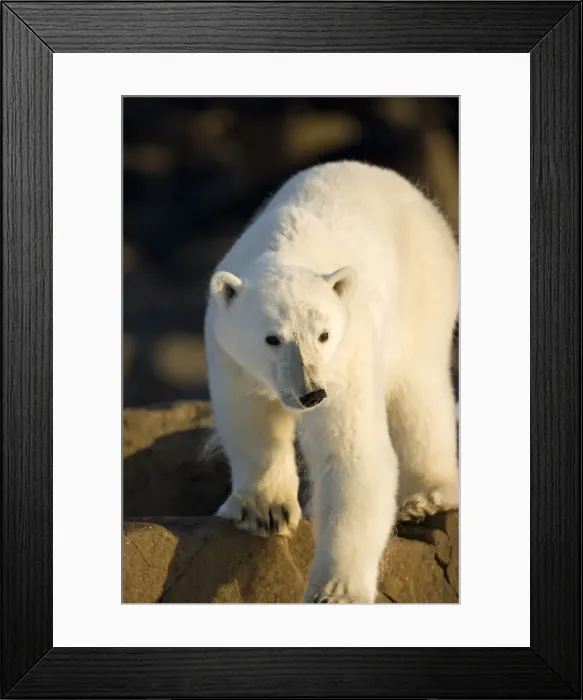 Framed Print : DDE-90033722 Framed Print : DDE-90033722
