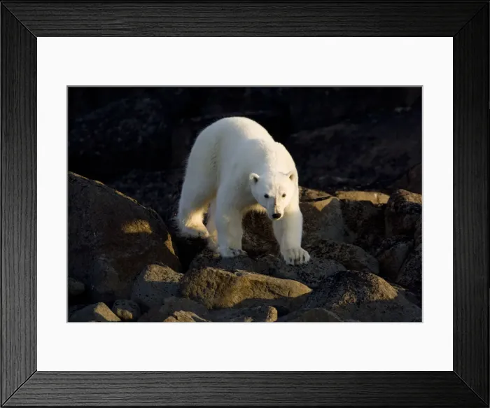 Framed Print : DDE-90033721 Framed Print : DDE-90033721