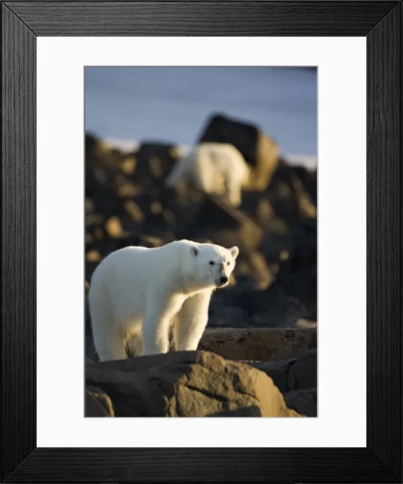 Framed Print : DDE-90033724