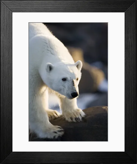 Framed Print : DDE-90033723 Framed Print : DDE-90033723