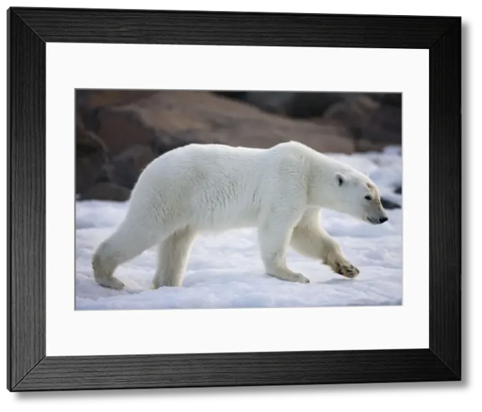 Framed Print : DDE-90033726 Framed Print : DDE-90033726