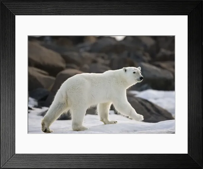 Framed Print : DDE-90033725 Framed Print : DDE-90033725