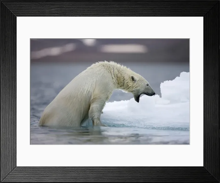 Framed Print : DDE-90033757 Framed Print : DDE-90033757