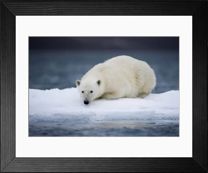 Framed Print : DDE-90033760 Framed Print : DDE-90033760
