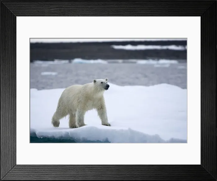 Framed Print : DDE-90033768 Framed Print : DDE-90033768