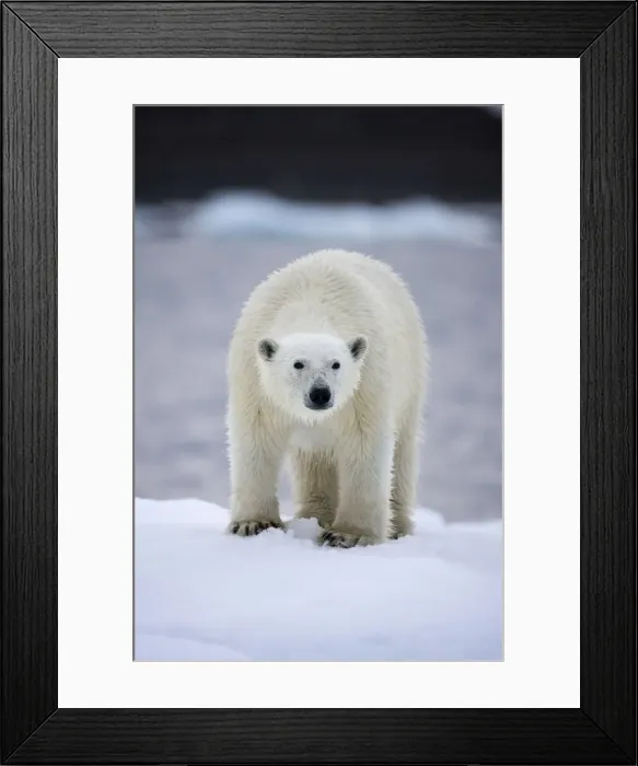 Framed Print : DDE-90033769 Framed Print : DDE-90033769