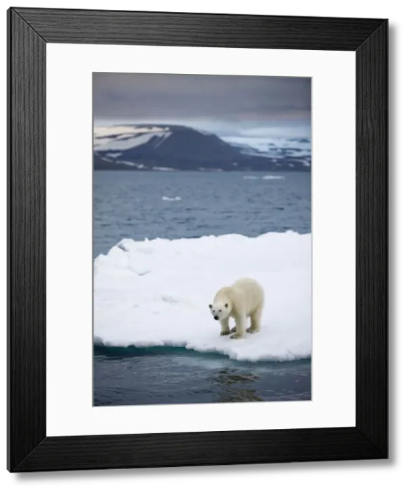 Framed Print : DDE-90033771 Framed Print : DDE-90033771