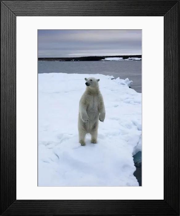 Framed Print : DDE-90033772 Framed Print : DDE-90033772