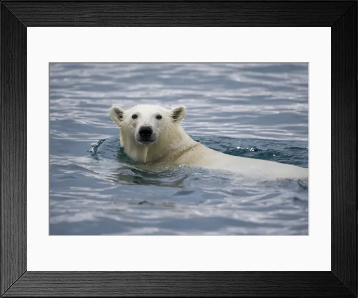Framed Print : DDE-90033773 Framed Print : DDE-90033773