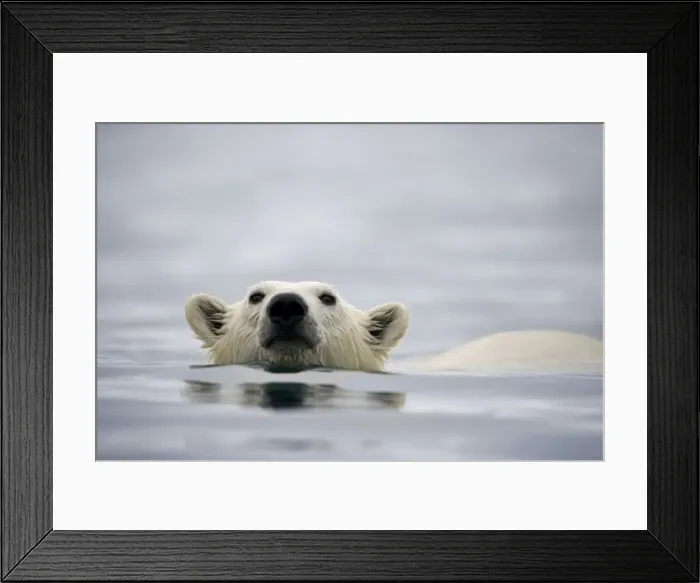 Framed Print : DDE-90033774 Framed Print : DDE-90033774