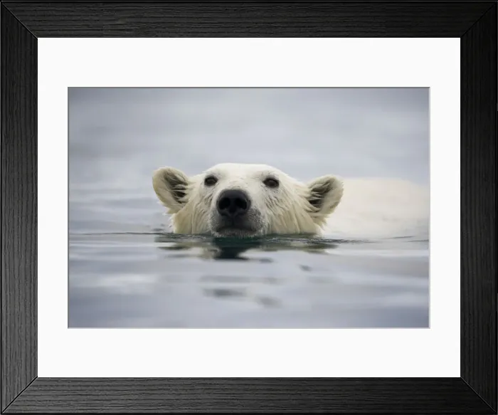 Framed Print : DDE-90033775 Framed Print : DDE-90033775