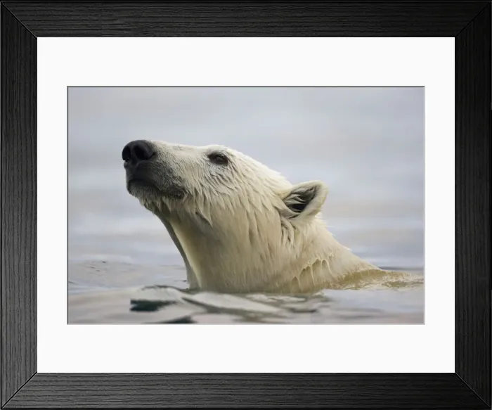 Framed Print : DDE-90033776 Framed Print : DDE-90033776