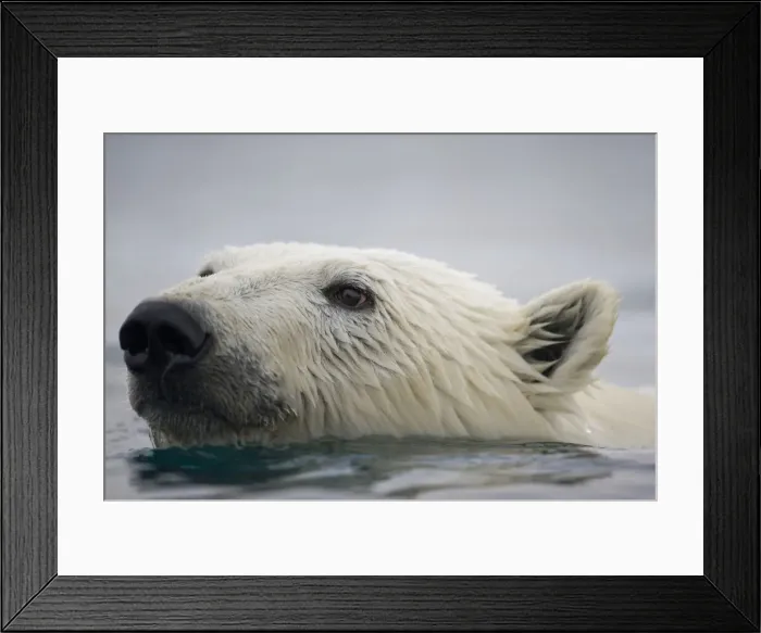 Framed Print : DDE-90033778 Framed Print : DDE-90033778