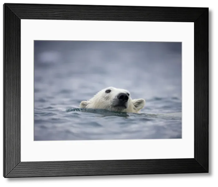 Framed Print : DDE-90033779 Framed Print : DDE-90033779