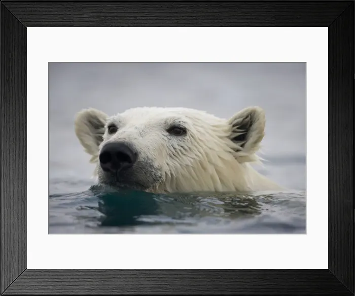 Framed Print : DDE-90033777 Framed Print : DDE-90033777