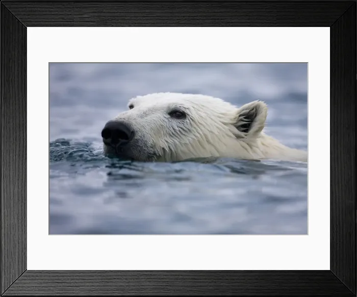 Framed Print : DDE-90033782 Framed Print : DDE-90033782