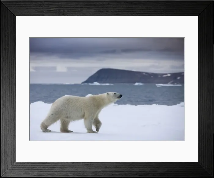 Framed Print : DDE-90033785 Framed Print : DDE-90033785