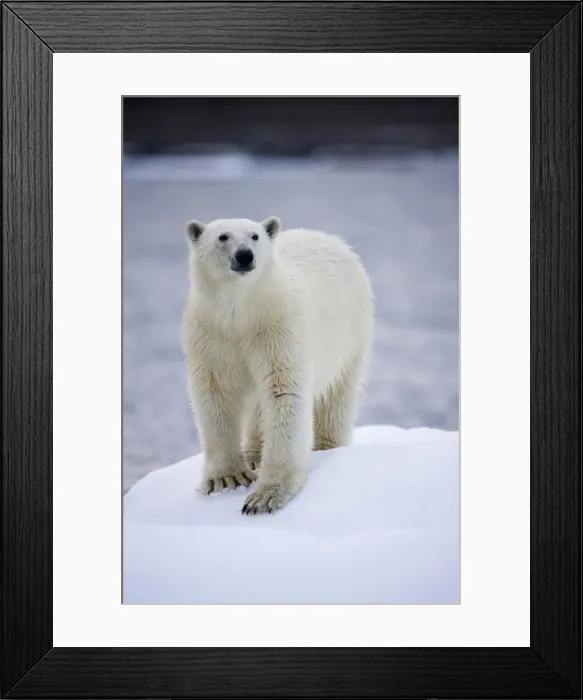Framed Print : DDE-90033784 Framed Print : DDE-90033784
