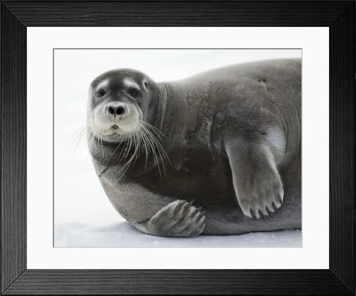 Framed Print : DDE-90033792 Framed Print : DDE-90033792