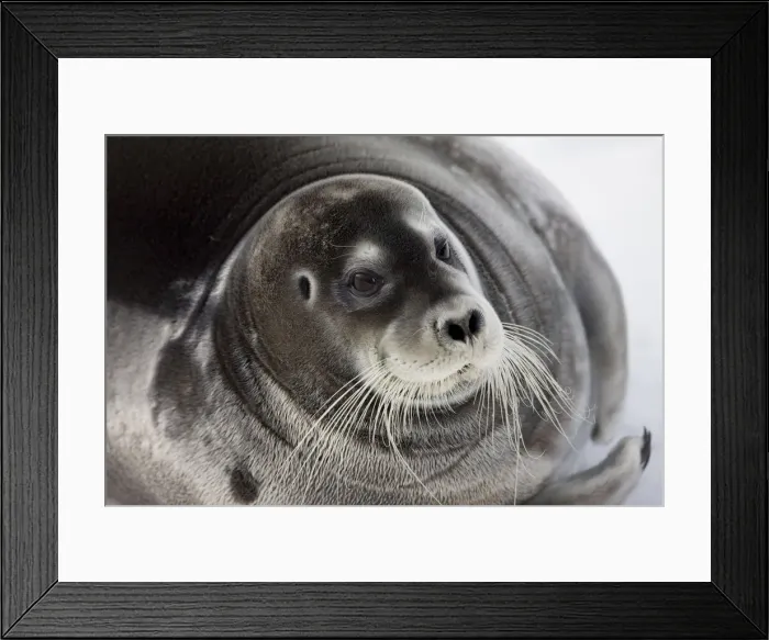 Framed Print : DDE-90033793 Framed Print : DDE-90033793
