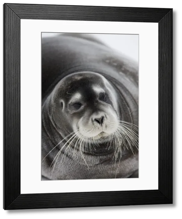 Framed Print : DDE-90033794 Framed Print : DDE-90033794