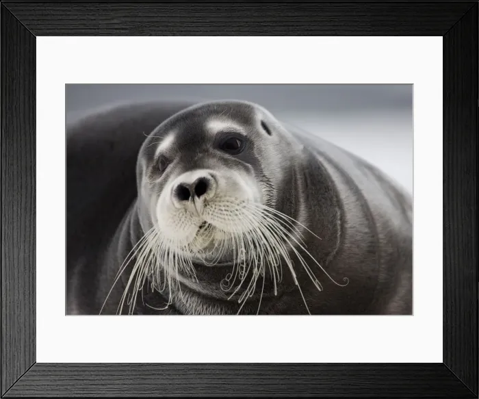 Framed Print : DDE-90033795 Framed Print : DDE-90033795