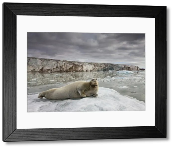 Framed Print : DDE-90033796 Framed Print : DDE-90033796