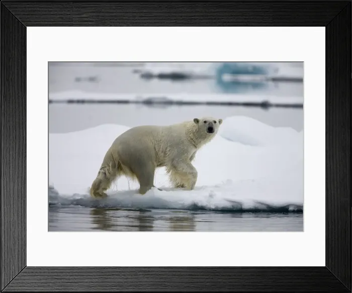 Framed Print : DDE-90033835 Framed Print : DDE-90033835