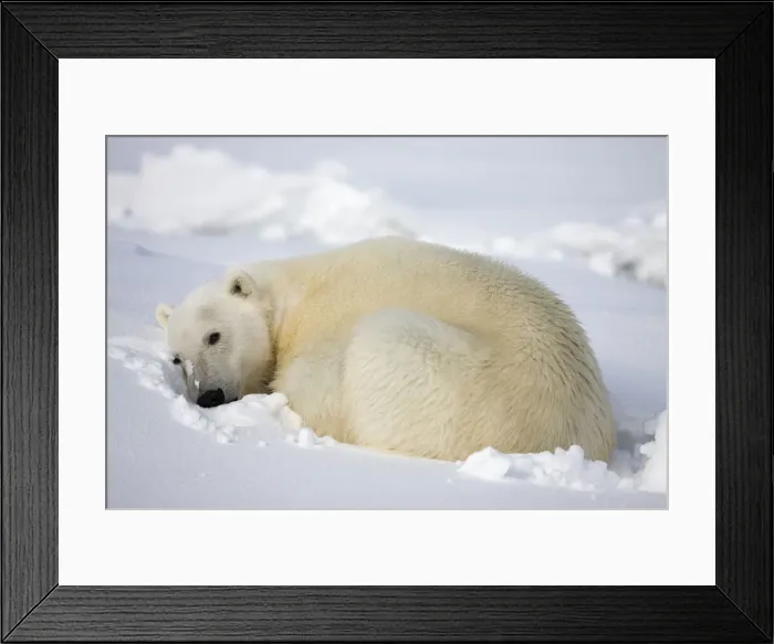 Framed Print : DDE-90033838 Framed Print : DDE-90033838