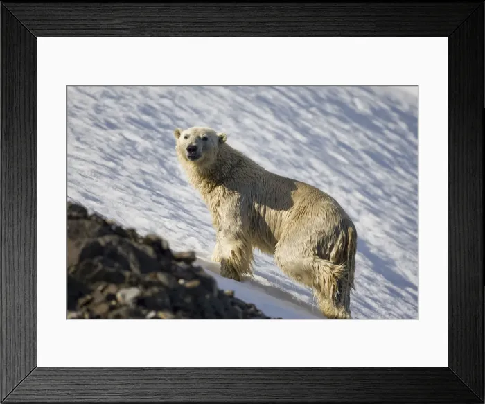 Framed Print : DDE-90033837 Framed Print : DDE-90033837