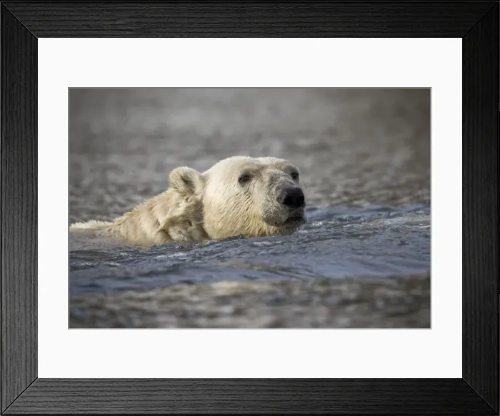 Framed Print : DDE-90033850 Framed Print : DDE-90033850