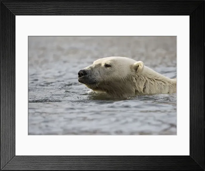 Framed Print : DDE-90033851 Framed Print : DDE-90033851