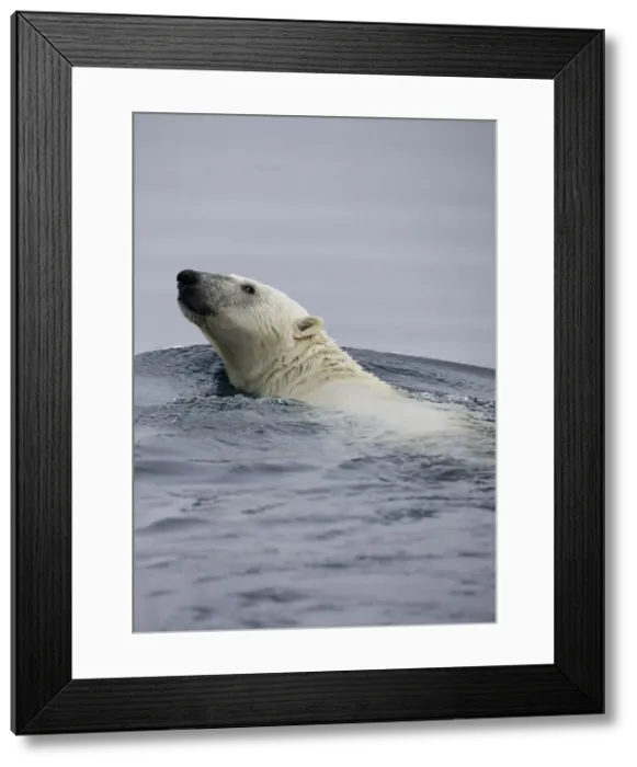 Framed Print : DDE-90033852 Framed Print : DDE-90033852