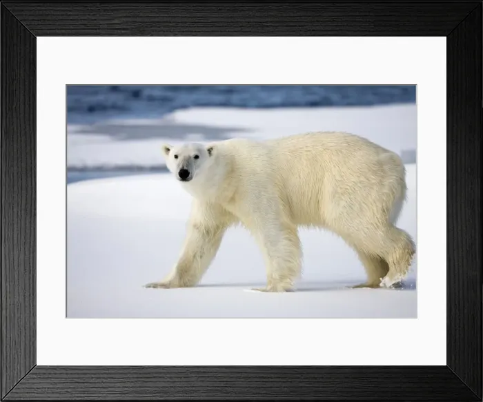 Framed Print : DDE-90033859 Framed Print : DDE-90033859
