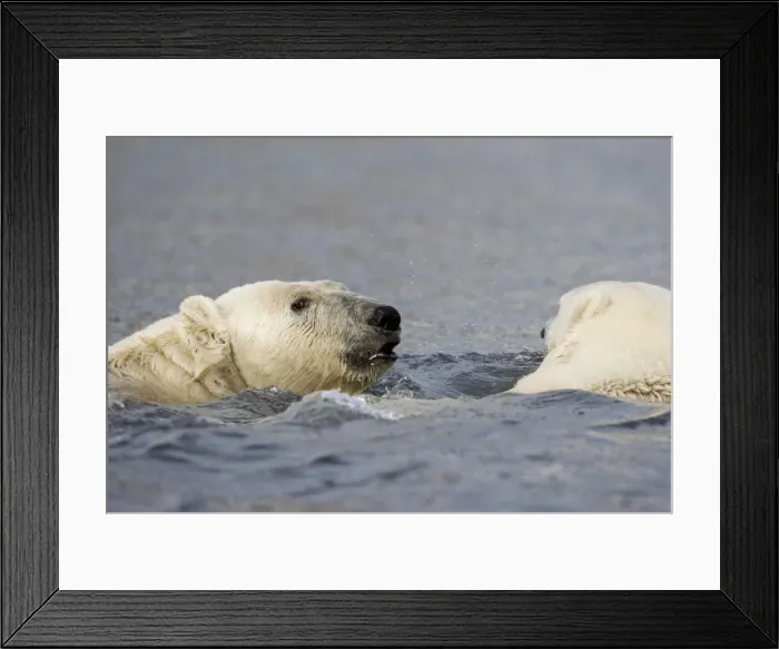 Framed Print : DDE-90033864 Framed Print : DDE-90033864