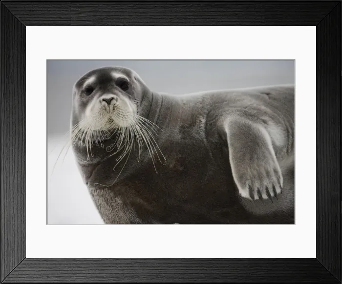 Framed Print : DDE-90033867 Framed Print : DDE-90033867