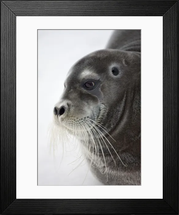 Framed Print : DDE-90033866 Framed Print : DDE-90033866
