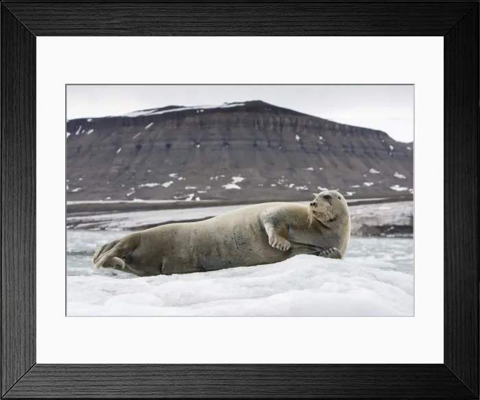 Framed Print : DDE-90033877 Framed Print : DDE-90033877