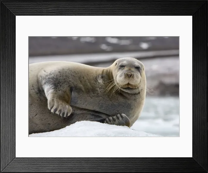 Framed Print : DDE-90033878 Framed Print : DDE-90033878