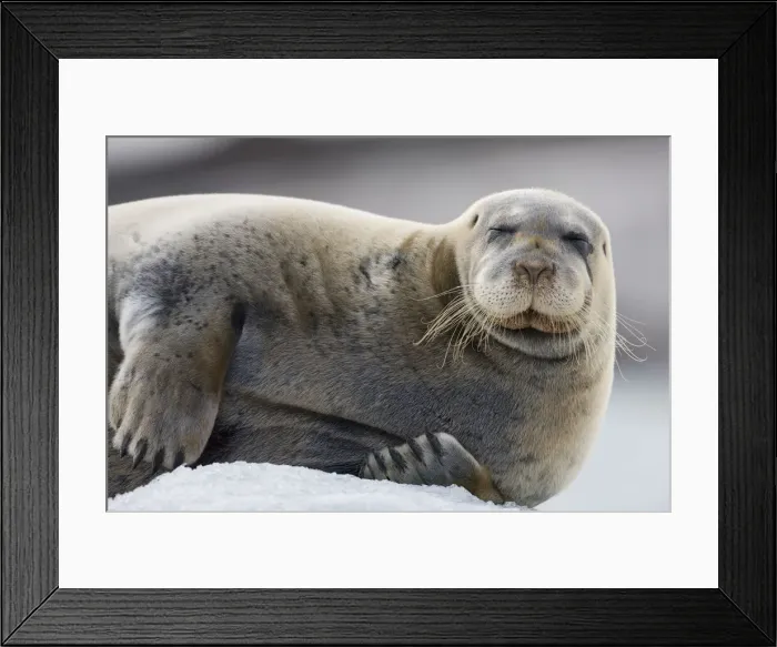 Framed Print : DDE-90033879 Framed Print : DDE-90033879
