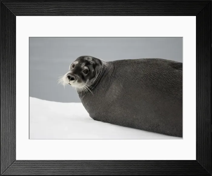 Framed Print : DDE-90033905 Framed Print : DDE-90033905