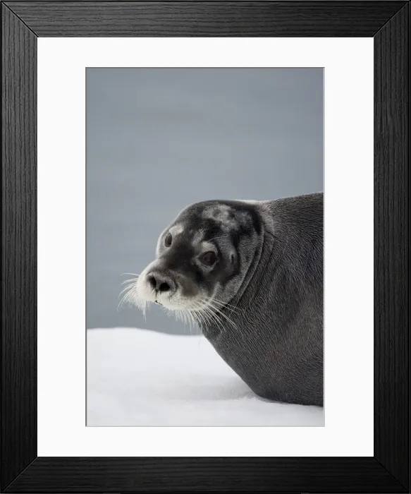 Framed Print : DDE-90033906 Framed Print : DDE-90033906