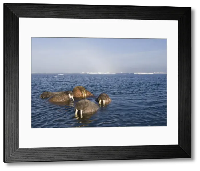 Framed Print : DDE-90033907