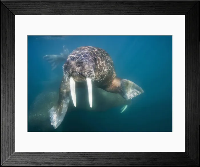 Framed Print : DDE-90033908 Framed Print : DDE-90033908