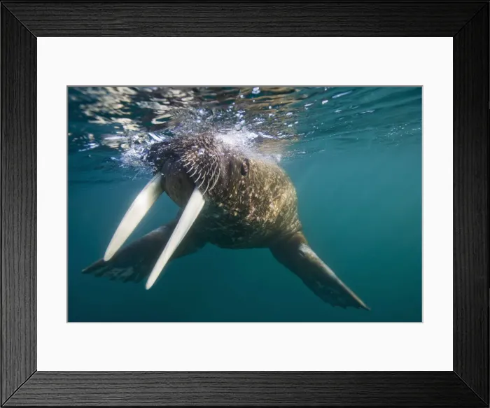 Framed Print : DDE-90033910 Framed Print : DDE-90033910
