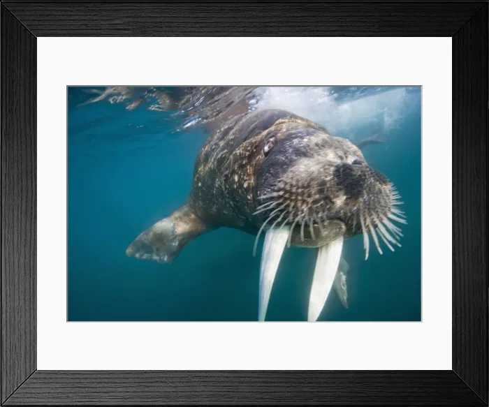 Framed Print : DDE-90033911 Framed Print : DDE-90033911