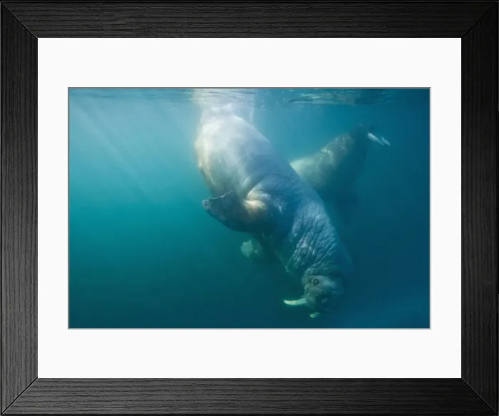 Framed Print : DDE-90033912 Framed Print : DDE-90033912