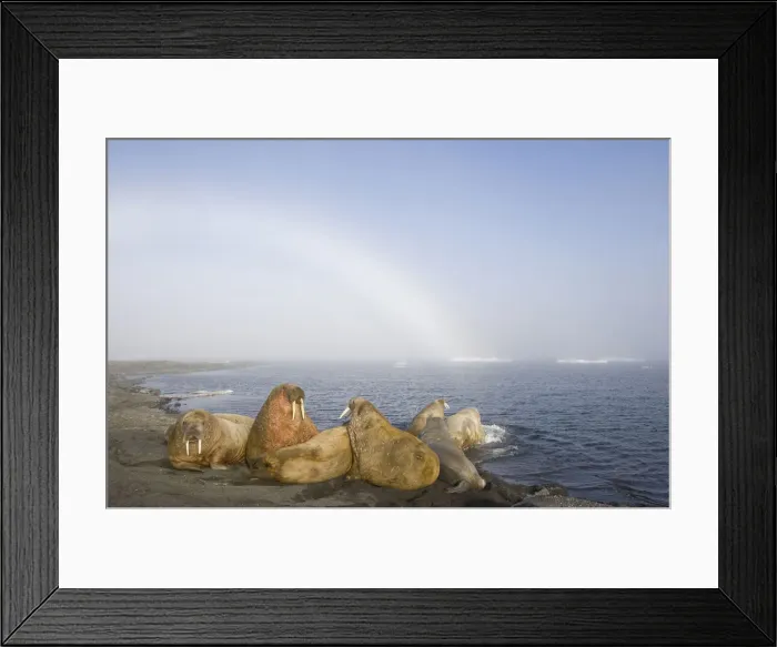Framed Print : DDE-90033914 Framed Print : DDE-90033914