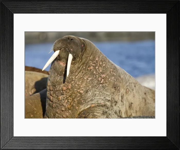 Framed Print : DDE-90033916